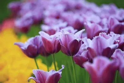 tulip