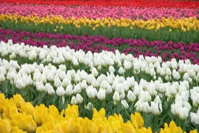 tulip
