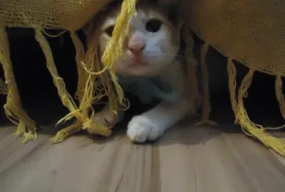 BICHINHOS DE ESTIMAÃ‡ÃƒO jigsaw puzzle