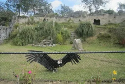 CÃ³ndor de los Andes