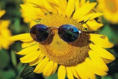 פאזל של Girasol