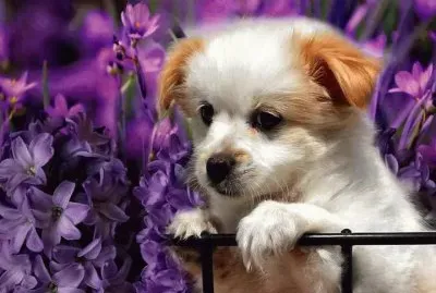 Perrito entre flores