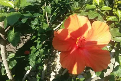פאזל של Hibiscus