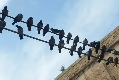 Birds, Jaffo jigsaw puzzle