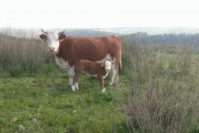 Cows, Ramot Menashe jigsaw puzzle