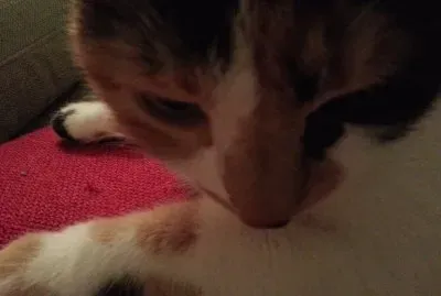 cat