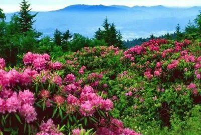 פאזל של flores