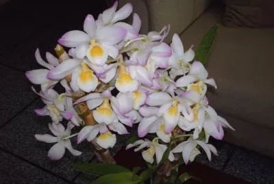 fotos de flores que ganhei ou que foram cultivadas por mim