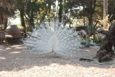 minhas fotos preferidas de animais