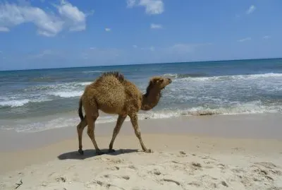 bord de mer jigsaw puzzle