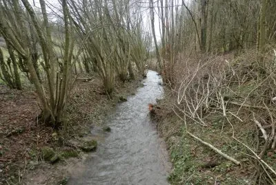 Quite river (East Belgium)