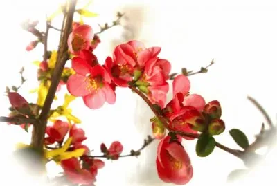 fior di pesco jigsaw puzzle