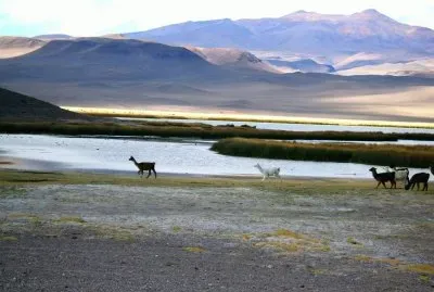 Antofagasta de la Sierra. Catamarca. Argentina