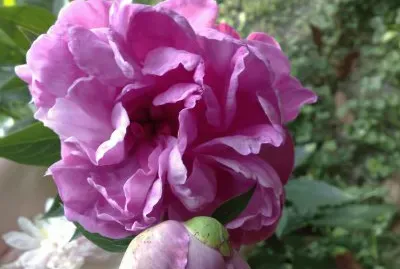 peonia erbacea