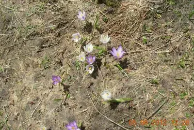Alpin flowers (crocus) Fr