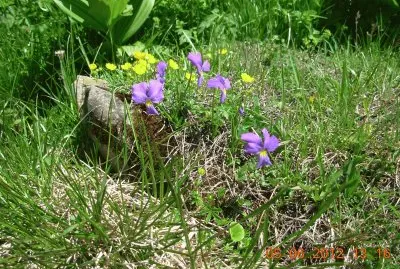 alpines spring flowers (Fr)