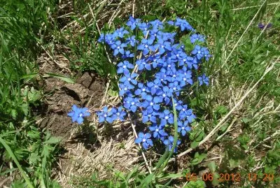 spring gentianes (Alps-FR)