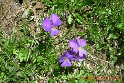 pensÃ©es alpines (Fr)
