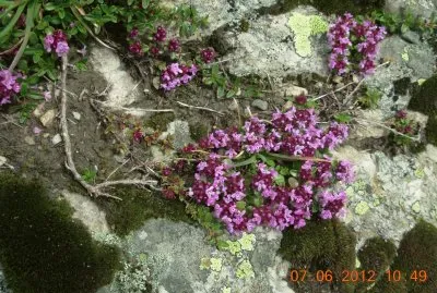 Fleurs des Alpes (Fr)