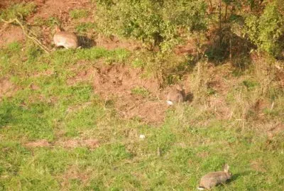 Lapins sauvages (Theux-East Belgium)