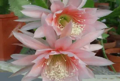 flores