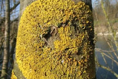 Baumflechte jigsaw puzzle