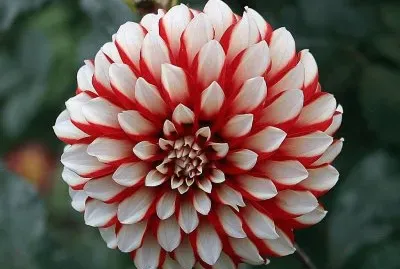 פאזל של dahlia