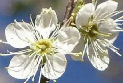 æ¢… jigsaw puzzle