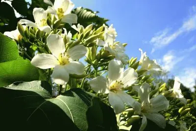 èŠ±