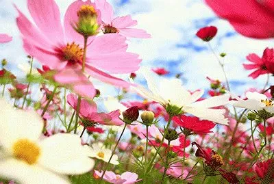 פאזל של æ³¢