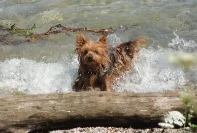Chien au bain