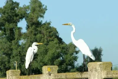 פאזל של garza blanca