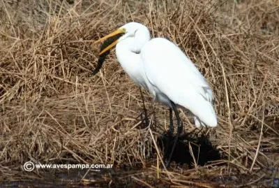 פאזל של garza blanca 4