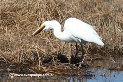 פאזל של garza blanca5