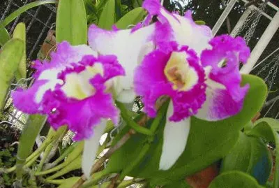 פאזל של catleyas fuscia