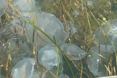 Moon jelly fish Swnedborg sound
