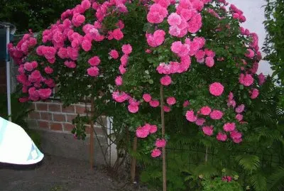 flor