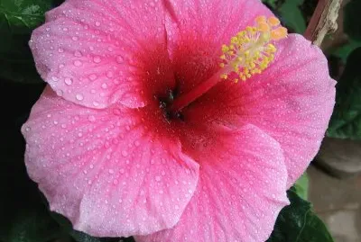 hibiscus