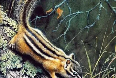 פאזל של ardilla