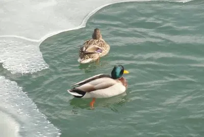 canards jigsaw puzzle