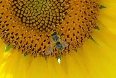 tournesol