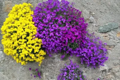 Fleurs jigsaw puzzle