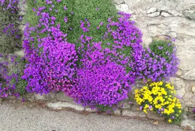 Fleurs jigsaw puzzle