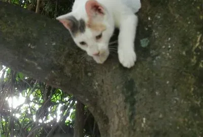 LA MILI TREPADA AL MANGO