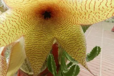 STAPELIA GIGANTEA