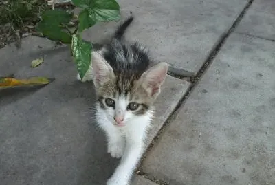 LULU EXPLORANDO EL PATIO