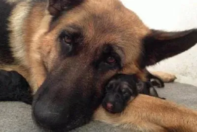 פאזל של PERROS