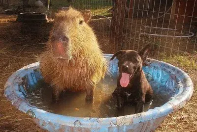 פאזל של CHACHITO CON EL PERRITO