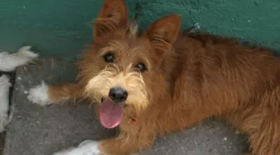 פאזל של anfolmedo