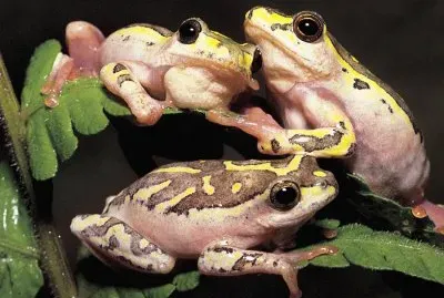 פאזל של Hyperolius viridiflavus
